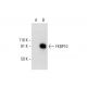 FKBP10 Antibody (D-4) - Western Blotting - Image 289726