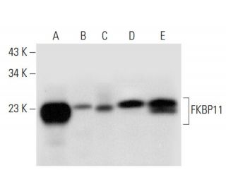 FKBP11 Antibody (D-3) - Western Blotting - Image 308108 