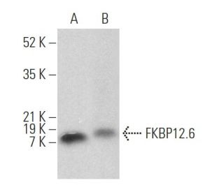 FKBP12.6 Antibody (H-8) - Western Blotting - Image 374489 