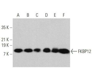 western blotting image from recommended FKBP12 (H-5) monoclonal antibody replacement. Image 359705