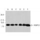 western blotting image from recommended FKBP12 (H-5) monoclonal antibody replacement. Image 359705