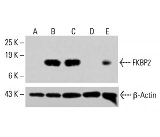 FKBP2 Antibody (D-9) - Western Blotting - Image 415169
