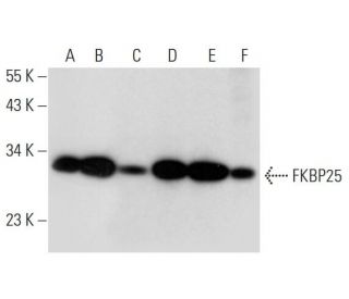 FKBP25 Antibody (H-6): sc-374357