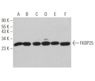FKBP25 Antibody (H-6) - Western Blotting - Image 367227 