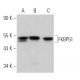 western blotting image from recommended FKBP51 (D-4) monoclonal antibody replacement. Image 363034