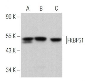 western blotting image from recommended FKBP51 (D-4) monoclonal antibody replacement. Image 363034