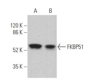 FKBP51 Antibody (D-4) - Western Blotting - Image 359783