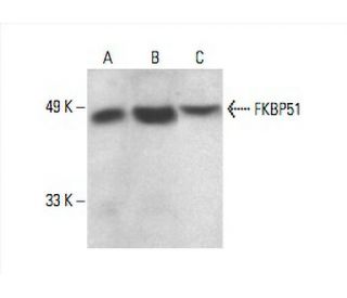 FKBP51 Antibody (D-4) - Western Blotting - Image 393054 