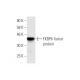 FKBP6 Antibody (8F10) - Western Blotting - Image 348966
