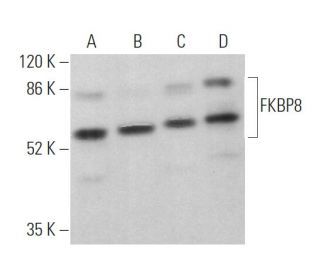 FKBP8 Antibody (C-10) - Western Blotting - Image 374373 