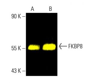 FKBP8 Antibody (C-10) - Western Blotting - Image 403390