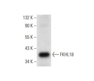 FKHL18 Antibody (G-7) - Western Blotting - Image 305860 