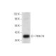 FKHL18 Antibody (G-7) - Western Blotting - Image 305860 