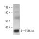 FKHL18 Antibody (G-7) - Western Blotting - Image 369014