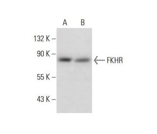 正規店仕入れの | (C-9) Antibody FKHR/FOXO1 SCBT Biotechnology Cruz Santa - その他