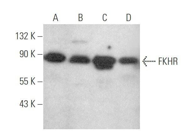 Fkhr Antibody C 9 Scbt Santa Cruz Biotechnology