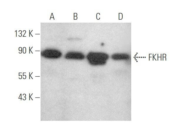 お歳暮 時期 SCBT | (C-9) Antibody FKHR/FOXO1 - Biotechnology Cruz Santa その他