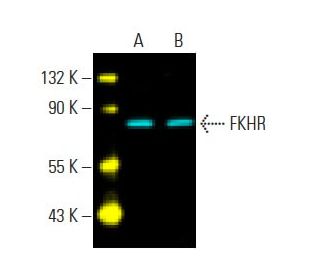 Fkhr Antibody C 9 Scbt Santa Cruz Biotechnology