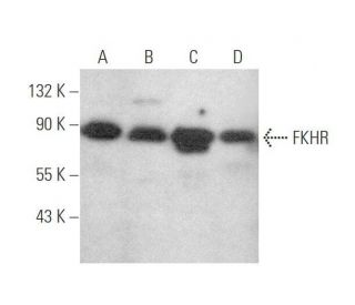 western blotting image from recommended FKHR/FOXO1 (C-9) monoclonal antibody replacement. Image 349997