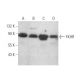 western blotting image from recommended FKHR/FOXO1 (C-9) monoclonal antibody replacement. Image 349997