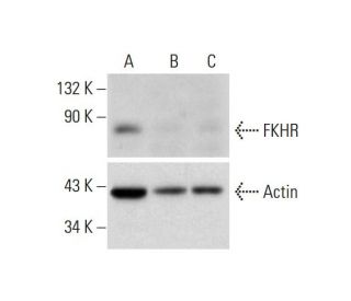 FKHR CRISPR/Cas9 KO Plasmid (h): sc-400137. Western blot analysis of... 