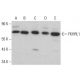 western blotting image from recommended FKHRL1/FOXO3a (D-12) monoclonal antibody replacement. Image 380417