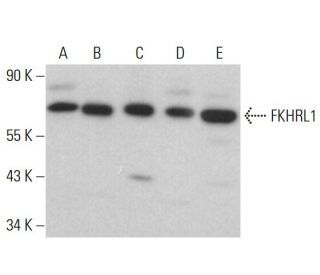 western blotting image from recommended FKHRL1/FOXO3a (D-12) monoclonal antibody replacement. Image 380417