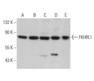 FKHRL1/FOXO3a Antibody (D-12) - Western Blotting - Image 353175 