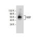 FKRP Antibody (E-4) - Western Blotting - Image 154910