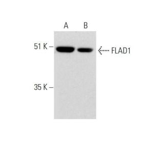 FLAD1 Antibody (G-4) - Western Blotting - Image 323771 