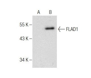 FLAD1 Antibody (H-7) - Western Blotting - Image 283452