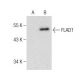 FLAD1 Antibody (H-7) - Western Blotting - Image 283452