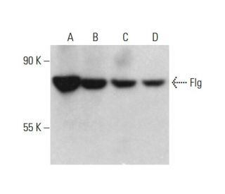 western blotting image from recommended Flg/FGFR1 (M2F12) monoclonal antibody replacement. Image 376623