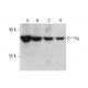 This polyclonal antibody has been discontinued. See our recommended <a href="flg-antibody-m2f12">Flg/FGFR1 (M2F12)</a> monoclonal antibody (sample data shown). western blotting image from recommended Flg/FGFR1 (M2F12) monoclonal antibody replacement. Image 376623