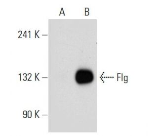 Flg/FGFR1 Antibody (M5G10) - Western Blotting - Image 30024
