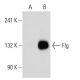 Flg/FGFR1 Antibody (M5G10) - Western Blotting - Image 30024