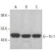 western blotting image from recommended Fli-1 (F-12) monoclonal antibody replacement. Image 354033