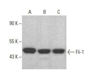 Fli-1 Antibody (F-12) - Western Blotting - Image 354033 