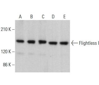 Flightless I Antibody (B-6) - Western Blotting - Image 381476 