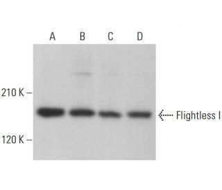western blotting image from recommended Flightless I (116.40) monoclonal antibody replacement. Image 381427
