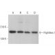 western blotting image from recommended Flightless I (116.40) monoclonal antibody replacement. Image 381427