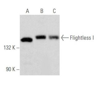 Flightless I Antibody (E-1) - Western Blotting - Image 355812