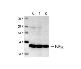 western blotting image from recommended FLIPS/L (G-11) monoclonal antibody replacement. Image 180