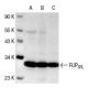 western blotting image from recommended FLIPS/L (G-11) monoclonal antibody replacement. Image 180