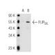 FLIPS/L Antibody (G-11) - Western Blotting - Image 55313 