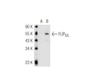 FLIP<sub>S/L</sub> Antibody (G-11) - Western Blotting - Image 55313