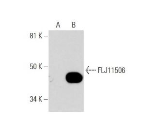 FLJ11506 Antibody (D-6) - Western Blotting - Image 290868
