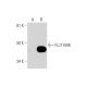 FLJ11506 Antibody (D-6) - Western Blotting - Image 290868