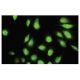 FLJ23356 Antibody (S-23) - Immunofluorescence - Image 35565 