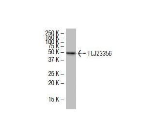 FLJ23356 Antibody (S-23) - Western Blotting - Image 33806 